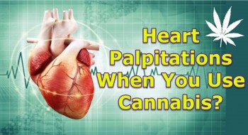 Heart Palpitations When You Use Cannabis? Here’s Why