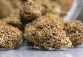 Got Phat Nugs? - Tips for Improving the Density of Your Cannabis Buds