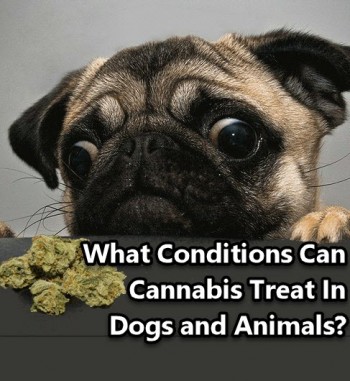 What Conditions Can Cannabis Treat In Dogs and Animals?