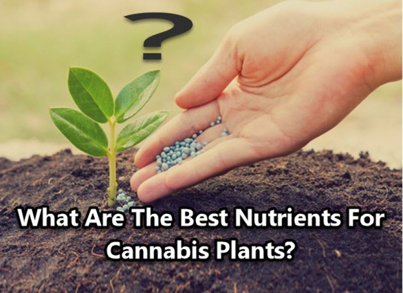 cannabis plant nutrients