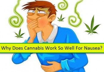Why Does Cannabis Work So Well For Nausea?