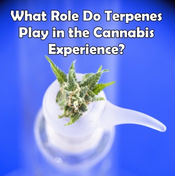 What Role Do Terpenes Play in the Cannabis Experience?