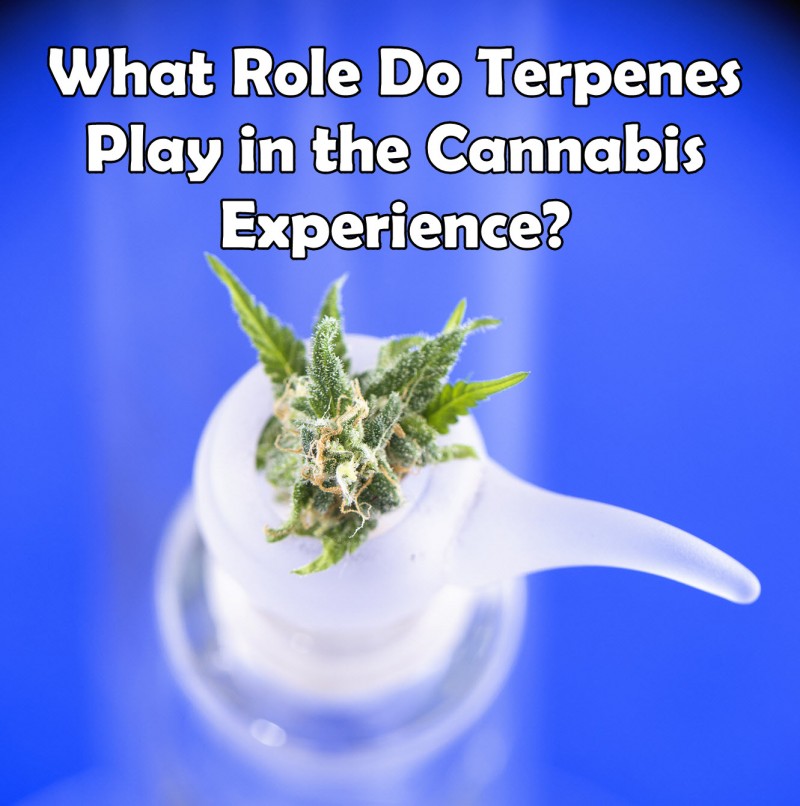 What role do terpenes play