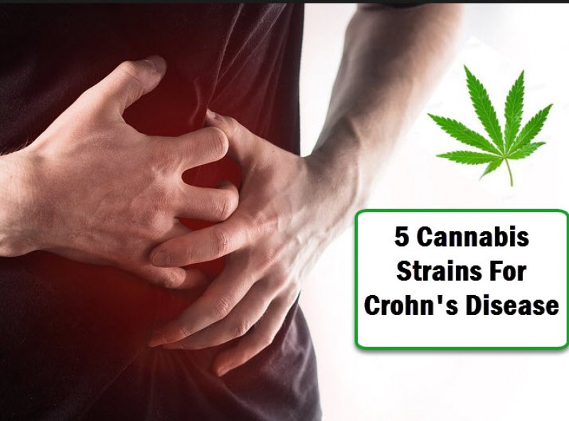 cannabis strains for crohns disease