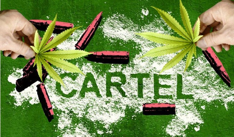 marijuana drug cartel