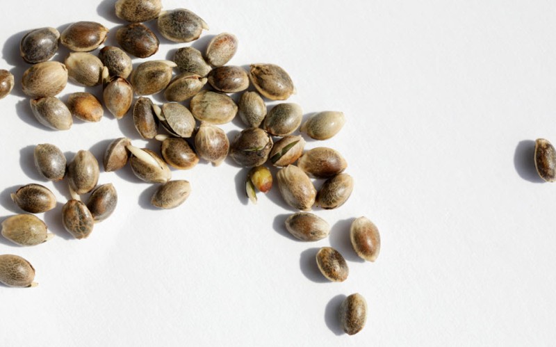 mavericks genetic cannabis seeds
