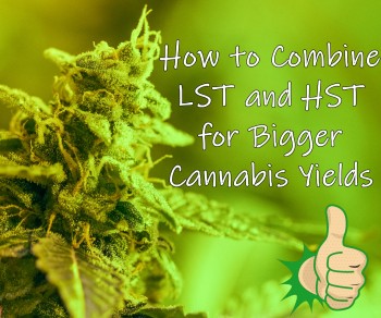 How to Combine LST and HST for Bigger Cannabis Plant Yields
