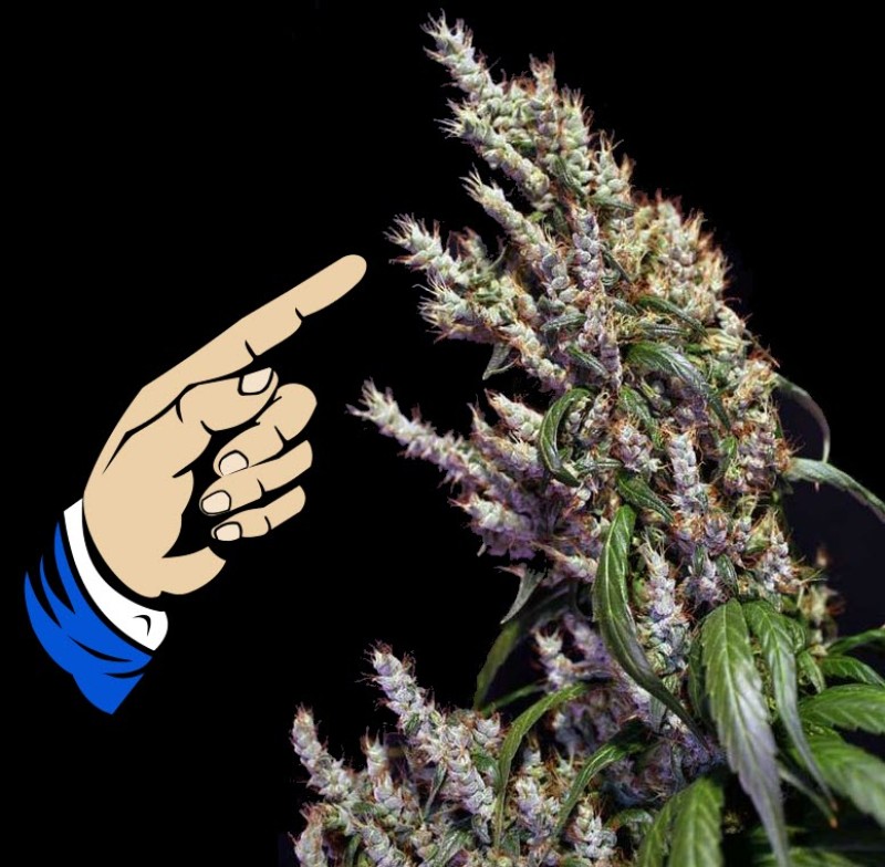 cannabis plant foxtail