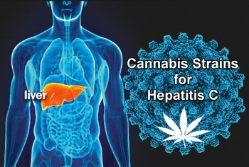 Cannabis Strains for Hepatitis C