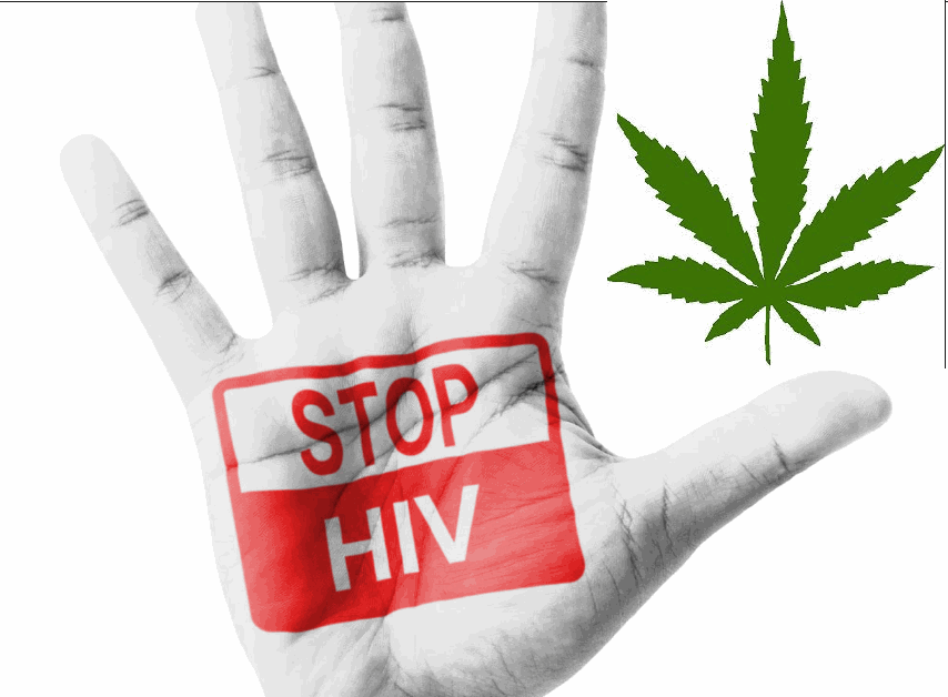 Image result for hiv cannabis