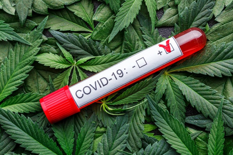 cannabis lowers COVID serverity
