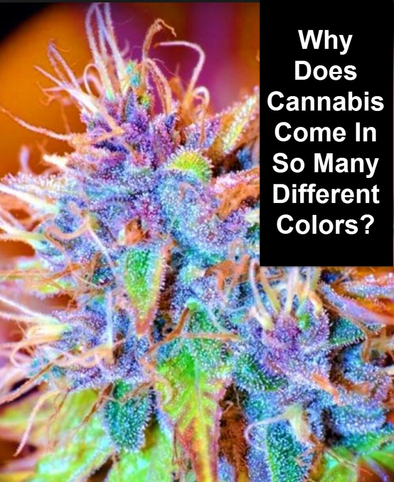 cannabis colors