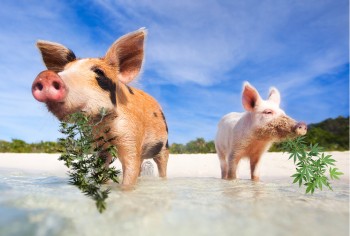 Swimming Pigs, White Sand Beaches, and Legal Weed - Bahamas Introduces Bill to Legalize Medical Marijuana