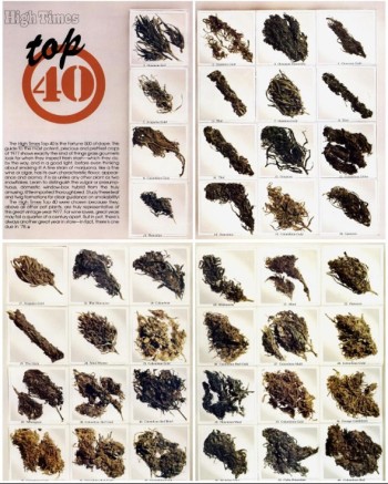 From Ditch Weed to Dank: The Lost World of 1977 Cannabis and Why It Still Matters