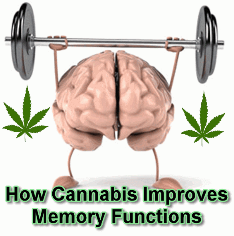 cannabis for memory function