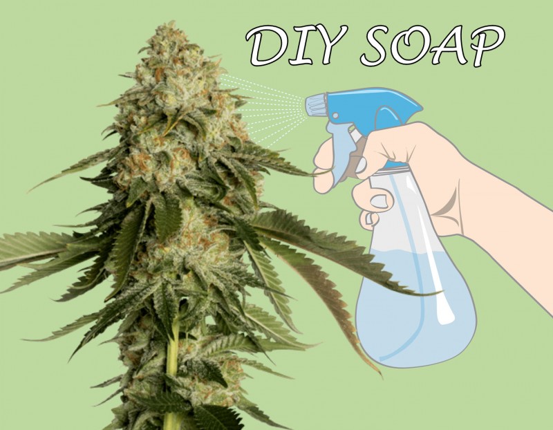 DIY soap for cannabis plants