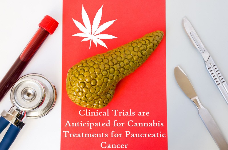 cannabis trails for pancreatic cancer