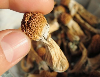 Trippin on a Budget - How to Grow Your Own Magic Mushrooms at Home with Limited Funds