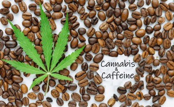 Cannabis and Caffeine - Why Your Brain Loves Them Together