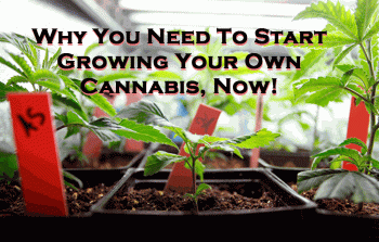 Grow Your Own Cannabis Now, It Has Never Been Easier