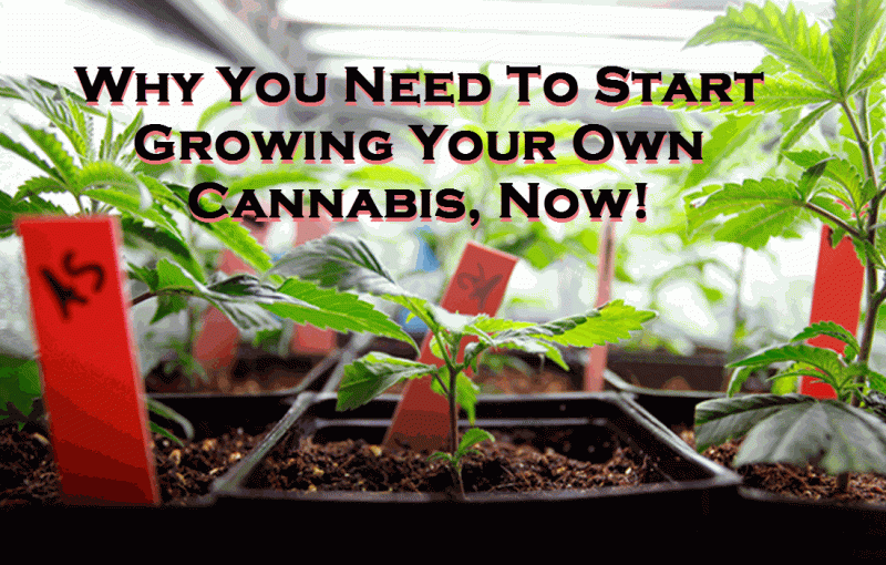 grow cannabis now