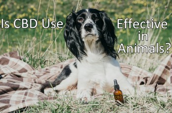 Is CBD Use Effective in Animals or Not Really?