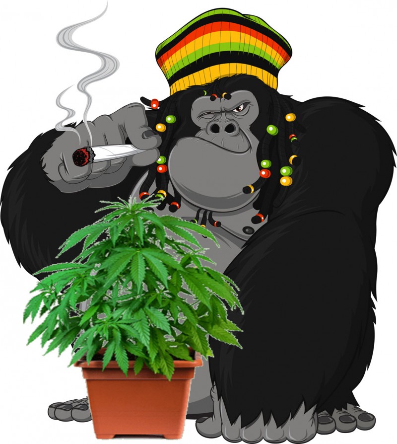 gorilla cannabis growing