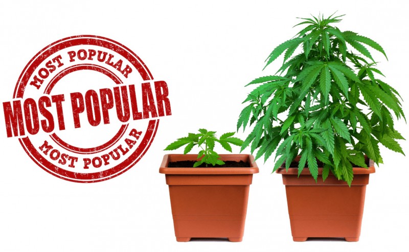 CANNABIS IS MORE POPULAR
