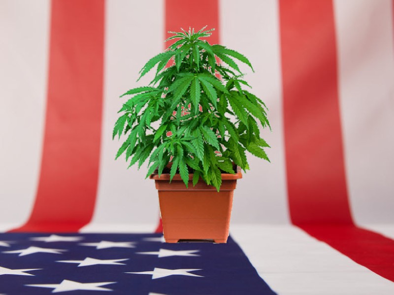 American right to grow weed