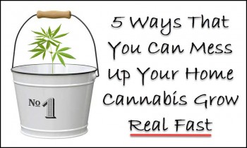 5 Ways That You Can Mess Up Your Home Cannabis Grow Real Fast
