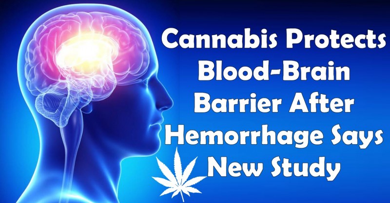 cannabis blood brain barrier