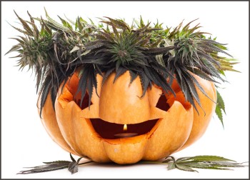 True or False : Americans Spent More on Marijuana This Past Halloween Than Candy, Chocolates, and Costumes Combined?