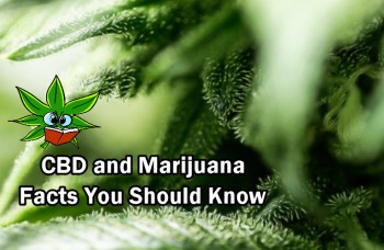 CBD and Marijuana Facts You Should Know
