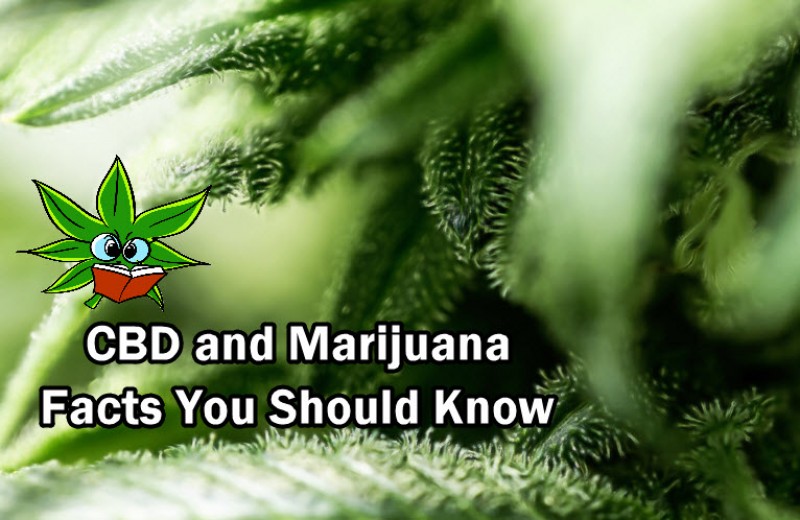 cbd and marijuana facts