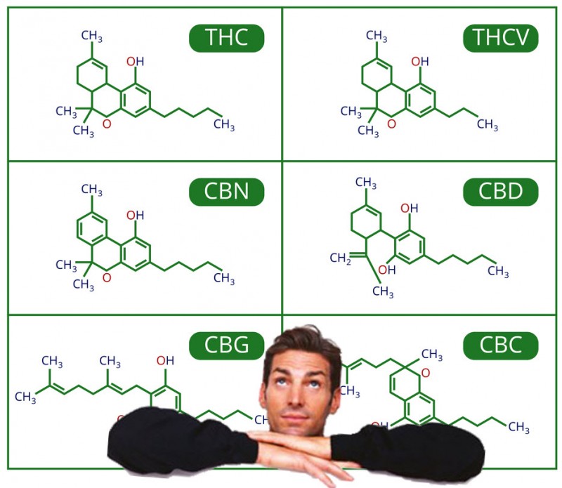 major and minor cannabinoids