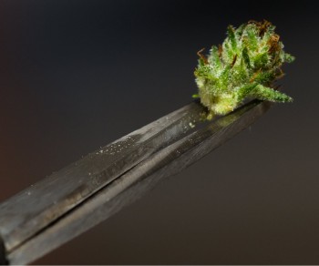 Microdosing Cannabis - A Weed Revolution or No Big Deal?
