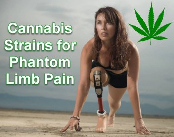 Cannabis Strains for Phantom Limb Pain