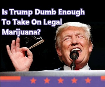 Why President Trump Will Leave Legal Marijuana Alone