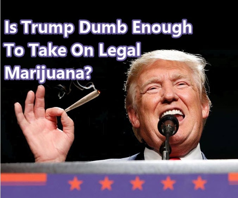 trump on legal marijuana rights