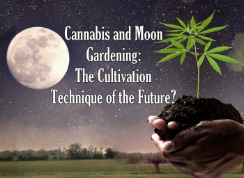 Cannabis and Moon Gardening - The Cultivation Technique of the Future?