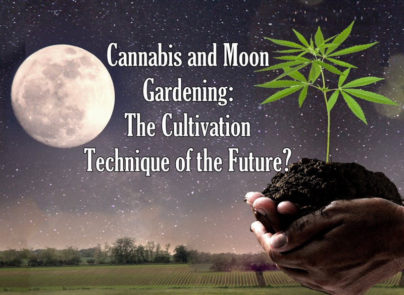cannabis moon gardening