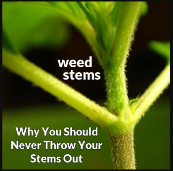 Why You Should Never Throw Away Those Weed Stems