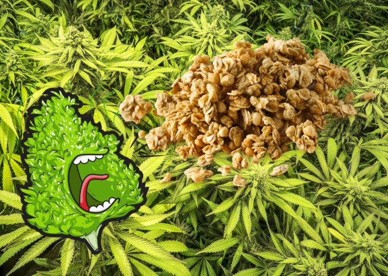 Marijuana granola bars