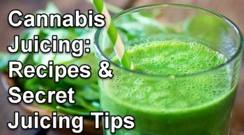 Cannabis Juicing: Recipes and Secret Juicing Tips
