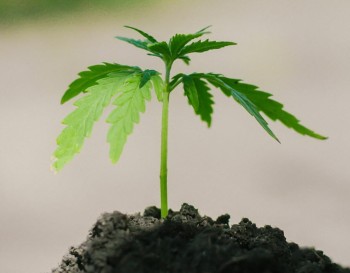 The Argument that Growing Cannabis is Your Birthright as a Human Being