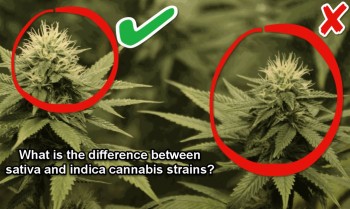 What Is The Difference Between Sativa And Indica Marijuana?