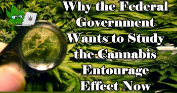 Why the Federal Government Wants to Study the Cannabis Entourage Effect Now
