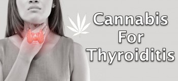 Cannabis For Thyroiditis