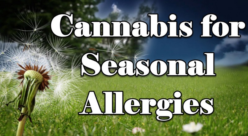cannabis for allergies