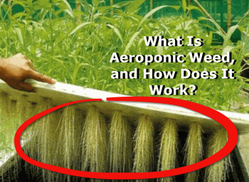 What Is Aeroponic Weed, and How Does It Work?